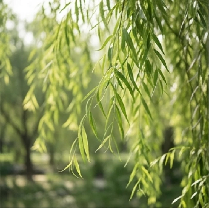 Cành lá cây dương liễu rủ xuống mềm mại tượng trưng cho ngũ hành nạp âm của tuổi quý mùi 1943