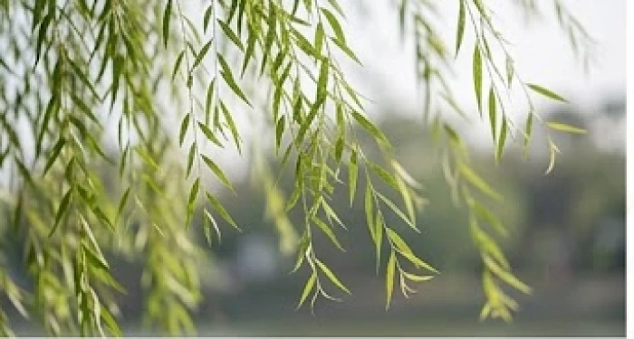 Cành dương liễu xanh mướt vươn mình trong gió đại diện cho bản mệnh Dương Liễu Mộc mềm mại