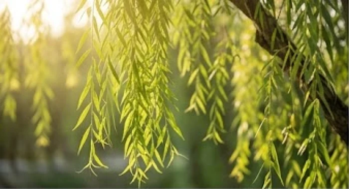 Cành liễu xanh uyển chuyển vươn mình mạnh mẽ đón ánh sáng mặt trời tự nhiên