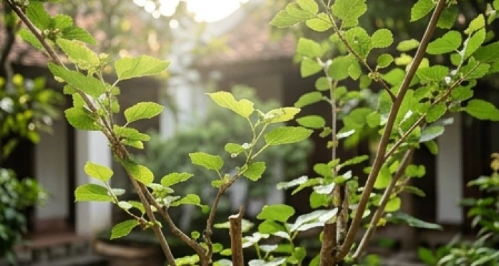 Cành dâu tằm xanh tốt tươi tốt trong sân nhà tượng trưng cho ngũ hành bản mệnh tuổi Quý Sửu 1973