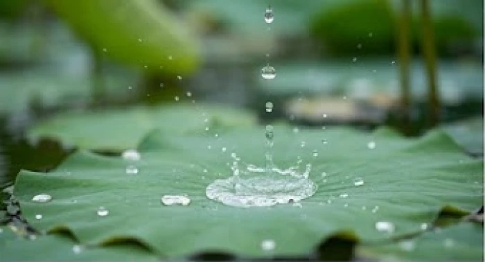 Dòng nước mưa trong vắt nhỏ giọt trên lá sen xanh tượng trưng cho bản mệnh Thiên Hà Thủy của nam mạng Đinh Mùi 1967
