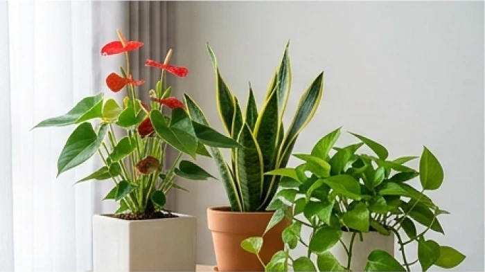 Ba chậu cây Hồng Môn, Lưỡi Hổ và Trầu Bà xanh được bài trí hài hòa đại diện cho các bản mệnh riêng biệt