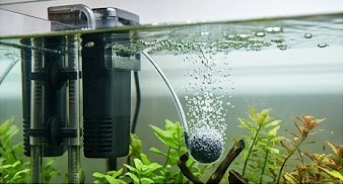 Hệ thống lọc nước và máy sủi bọt oxy hoạt động êm ái bên trong bể cá tạo ra dòng luân chuyển liên tục