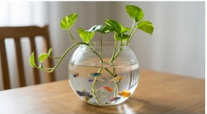 Bể cá thủy sinh mini hình tròn đặt trên bàn gỗ nhỏ với vài nhánh trầu bà xanh tươi.