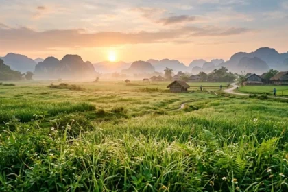 Hình ảnh minh họa giải thích bình địa mộc là gì qua biểu tượng cây cỏ vươn lên mạnh mẽ trên vùng đồng bằng trù phú