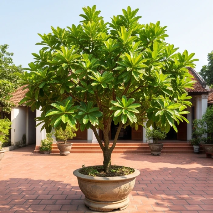 Chậu lộc vừng lớn đặt giữa sân gạch đỏ tắm mình trong ánh nắng rực rỡ của buổi sáng