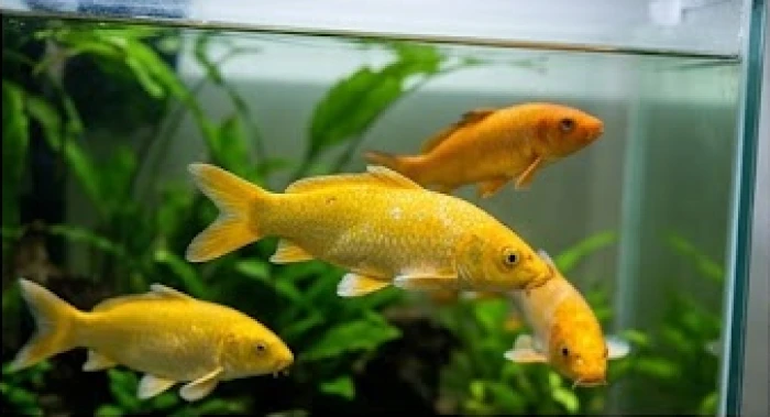 Một đàn cá chép Koi màu vàng sậm bơi lội khỏe mạnh trong bể kính thủy sinh.