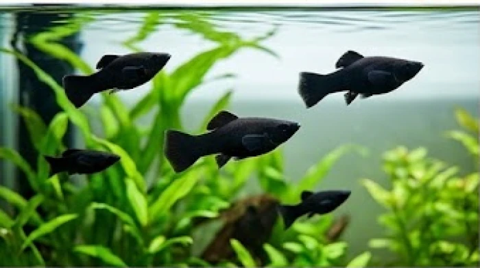 Đàn cá hắc molly màu đen tuyền bơi lội uyển chuyển giữa không gian xanh mướt của các lớp cây thủy sinh