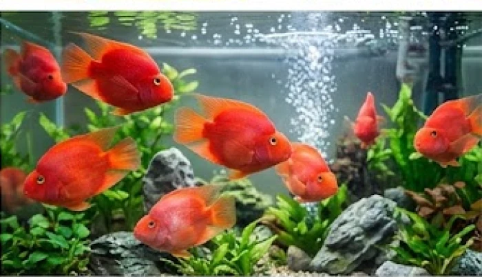 Đàn cá huyết anh vũ màu đỏ rực rỡ bơi lội sinh động trong bể cá phong thủy thủy sinh