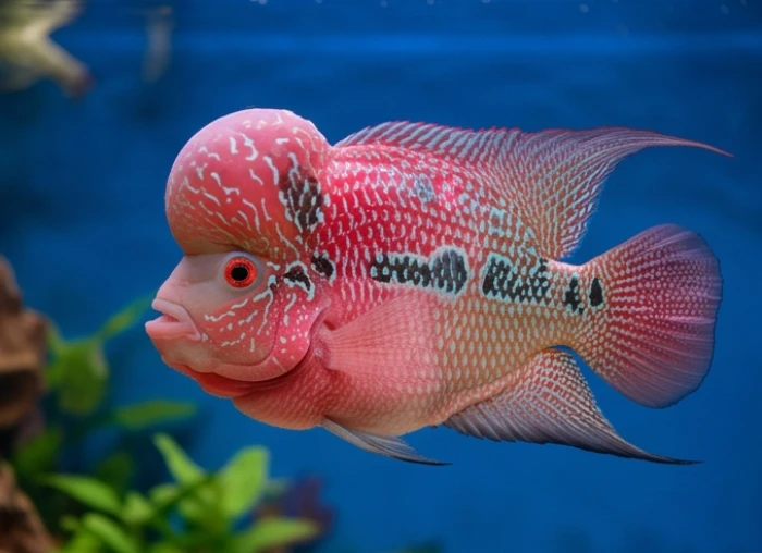 Chú cá la hán đầu gù uy nghi khoe hoa văn sặc sỡ bơi lội trong bể cá phong thủy tuổi tuất mệnh thổ