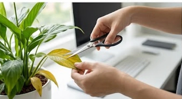 Thao tác dùng kéo cắt tỉa lá vàng úa và lau sạch bề mặt lá giúp cây để bàn phục hồi quang hợp