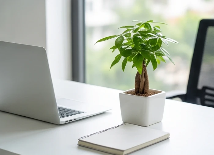 Chậu cây Kim Ngân củ nhỏ mini đặt gọn gàng cạnh màn hình máy tính trên bàn làm việc hiện đại ngăn nắp