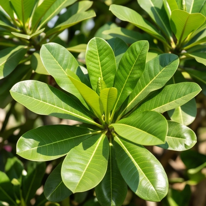Lớp biểu bì lá dày dặn của giống cây chịu nắng giúp giữ nước cực tốt dưới bức xạ nhiệt cao