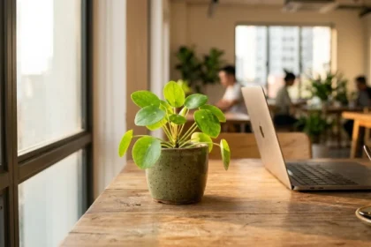 Chậu cây để bàn hợp tuổi hợi tươi tốt đặt cạnh máy tính trong không gian văn phòng làm việc hiện đại
