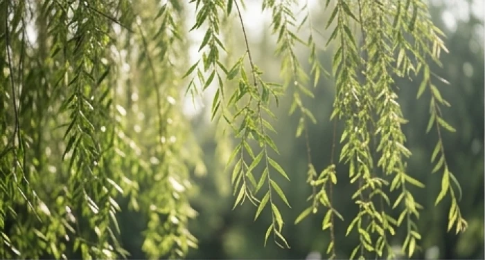 Cành lá cây dương liễu mềm mại nương theo chiều gió bên hồ nước yên bình