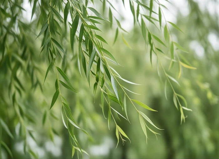 Cành lá dương liễu mềm mại đung đưa uyển chuyển dưới ánh nắng ấm áp của buổi sáng sớm