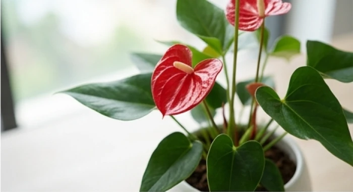 Chậu cây hồng môn hoa đỏ tươi xen giữa tán lá xanh mướt đặt gọn gàng trên góc bàn làm việc văn phòng
