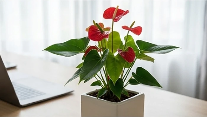 Chậu cây Hồng Môn khoe những bông hoa màu đỏ tươi rực rỡ xen lẫn lớp lá thẫm màu bóng bẩy