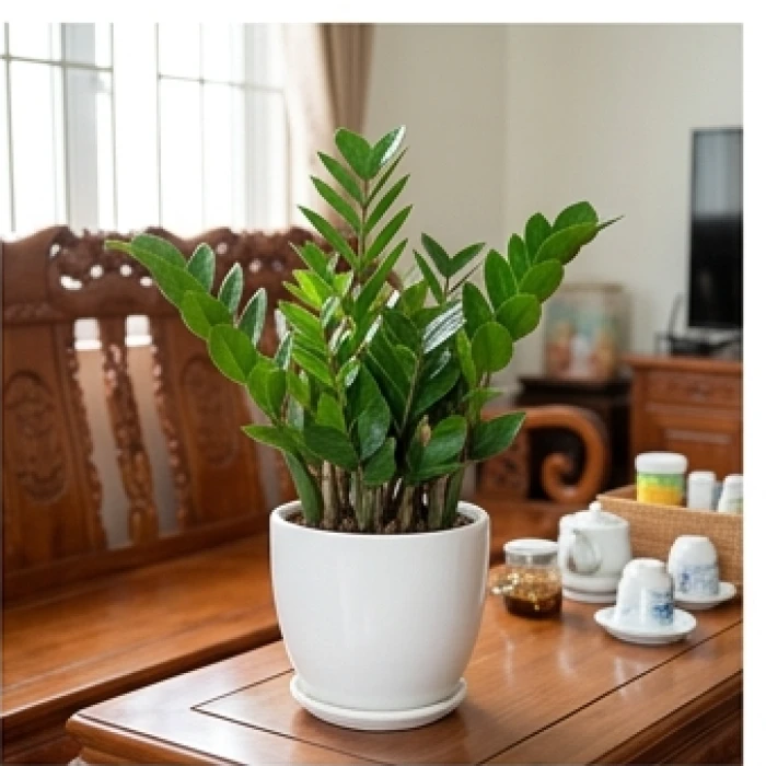 Chậu cây Kim Tiền lá sáng bóng trồng trong chậu sứ trắng tinh tế dành cho người mệnh Thủy