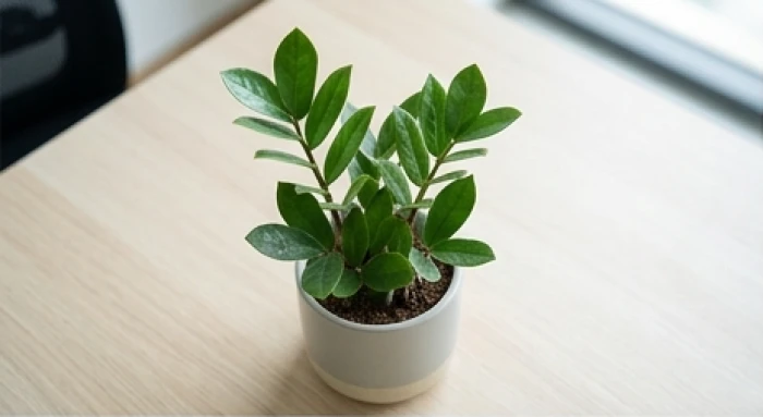 Chậu cây kim tiền nhỏ với các tầng lá kép xanh thẫm xếp đều dọc thân trên bàn làm việc văn phòng