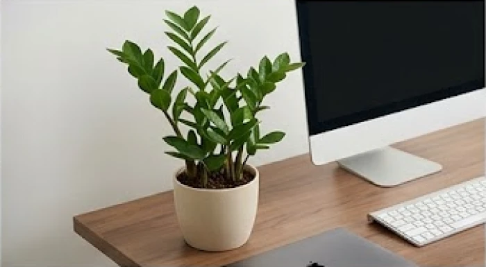 Chậu cây kim tiền lá xanh bóng vươn cao đặt gọn gàng ở góc bàn làm việc cạnh máy tính
