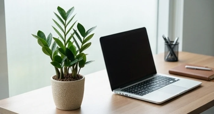 Chậu cây kim tiền mini lá vươn thẳng đặt tại góc bàn làm việc văn phòng giúp giảm căng thẳng cho người tuổi tý