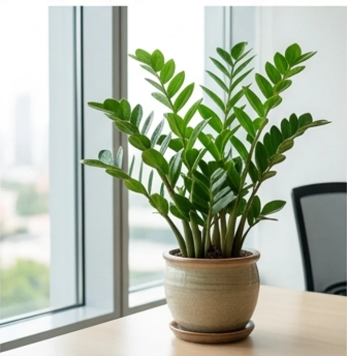 Chậu cây Kim Tiền xanh tốt đặt cạnh cửa sổ văn phòng giúp bổ sung hành Mộc và điều hòa năng lượng