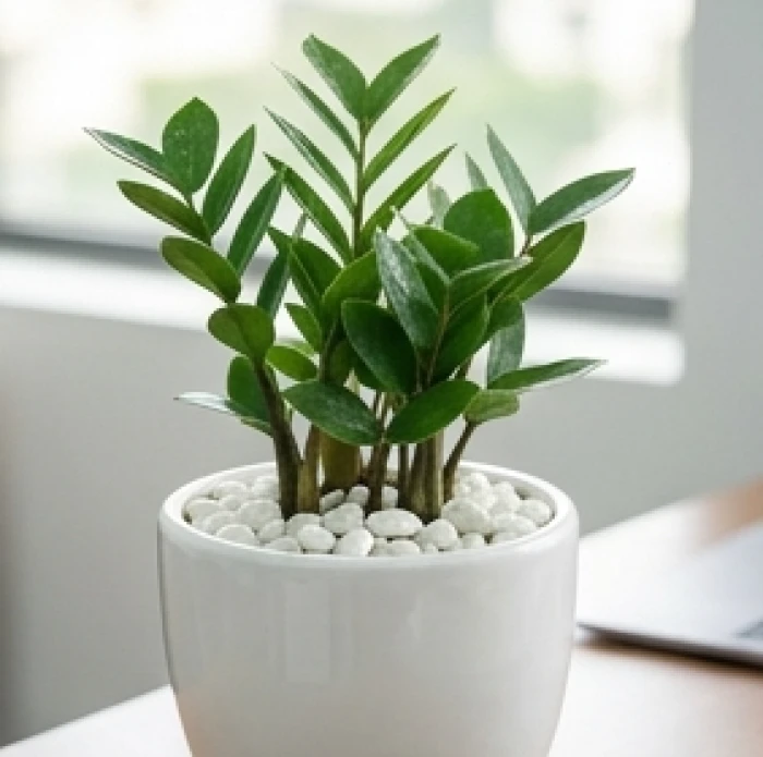 Chậu sứ trắng trồng cây kim tiền rải lớp sỏi trắng đều trên mặt đất đặt trên bàn văn phòng hiện đại