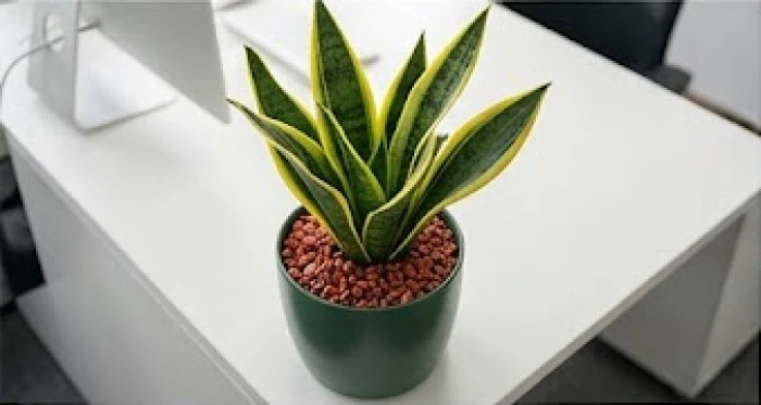 Chậu cây lưỡi hổ viền vàng rải lớp sỏi đỏ trên mặt đất để cân bằng ngũ hành cho Mậu Ngọ