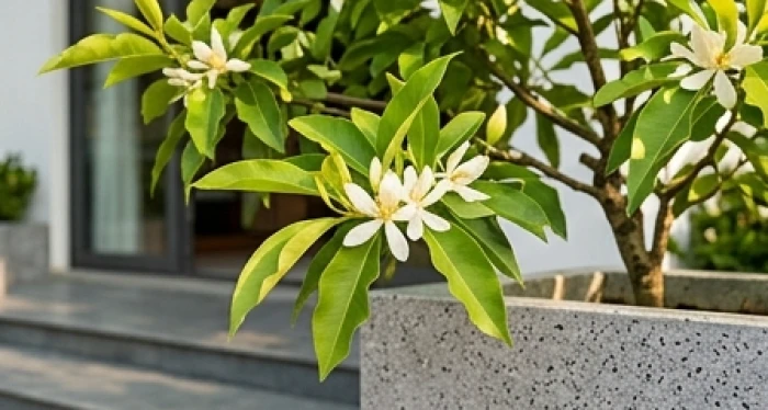 Cây ngọc lan nở hoa trắng thơm ngát trồng trong chậu đá mài màu xám đặt nơi góc sân thoáng đãng