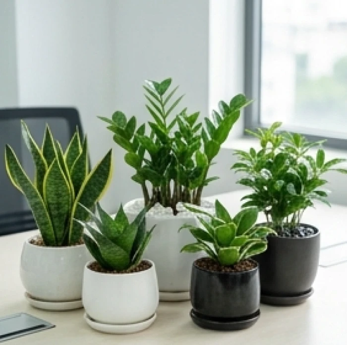Các chậu cây phong thủy để bàn nhỏ gọn với nhiều màu sắc chậu sứ hài hòa ngũ hành cho văn phòng