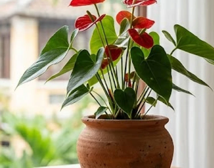 Chậu cây hồng môn lá đỏ trồng trong chậu gốm sứ cân bằng ngũ hành phong thủy cho người Bính Thìn 1976