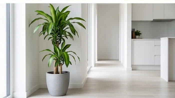 Chậu cây thiết mộc lan xanh tốt được đặt ở góc hành lang lối đi thẳng vào phòng bếp
