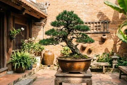 Chậu cây Tùng La Hán xanh tốt là mẫu cây trồng ngoài sân hợp tuổi thìn giúp thu hút vượng khí và cản gió độc