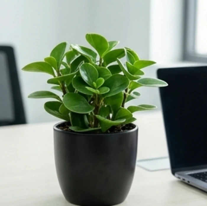 Chậu cây trường sinh lá xanh tròn mọng nước trồng trong chậu gốm màu đen sang trọng cạnh máy tính