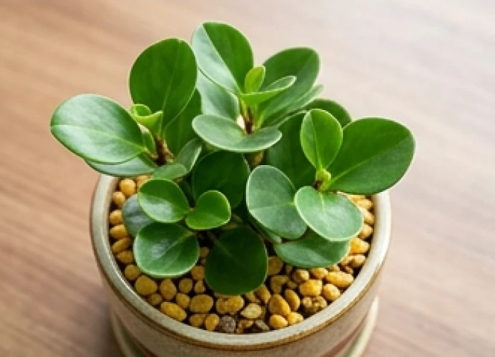 Chậu cây trường sinh lá tròn với bề mặt đất được phủ lớp sỏi vàng ấm áp đặt trên bàn làm việc