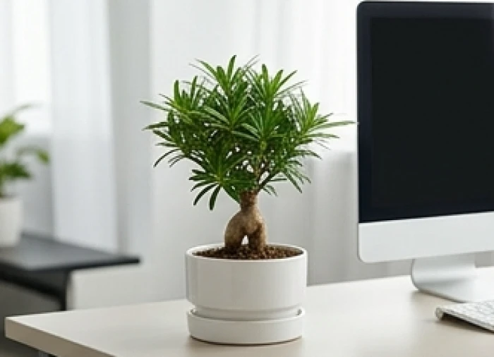 Chậu cây Tùng Bồng Lai với tán lá xếp lớp như mây xanh ngọc đặt cạnh máy tính trên bàn làm việc