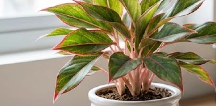 Chậu cây vạn lộc với những chiếc lá viền đỏ tươi trồng trong chậu gốm sứ tráng men trắng bóng