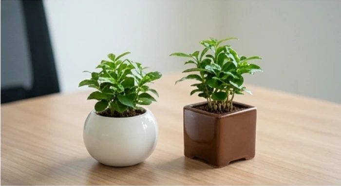Sự tương phản giữa các mẫu chậu gốm dáng tròn màu trắng và dáng vuông màu nâu đất trên bàn làm việc