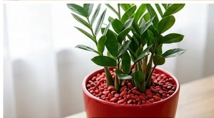 Chậu cây kim tiền bằng gốm sứ màu đỏ có rải lớp sỏi trang trí màu son trên bề mặt đất