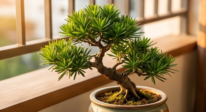 Chậu tùng la hán bonsai dáng đứng vững chãi bày trí ở ban công đón ánh sáng tự nhiên
