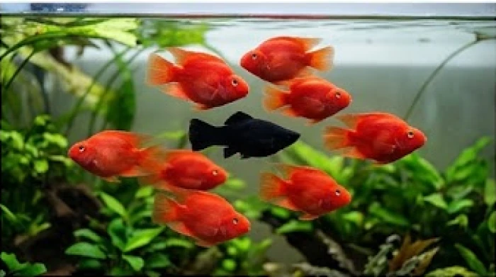 Đàn cá phong thủy gồm tám con màu đỏ và một con màu đen đang bơi cùng nhau trong dòng nước trong vắt.