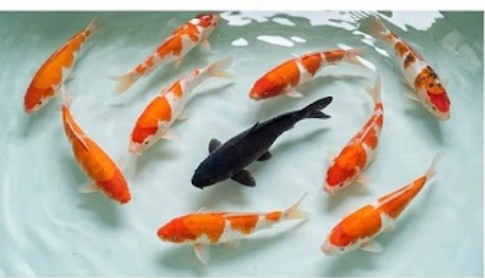 Đàn cá chép với tám con vàng và một con đen bơi lội tung tăng trong làn nước trong vắt