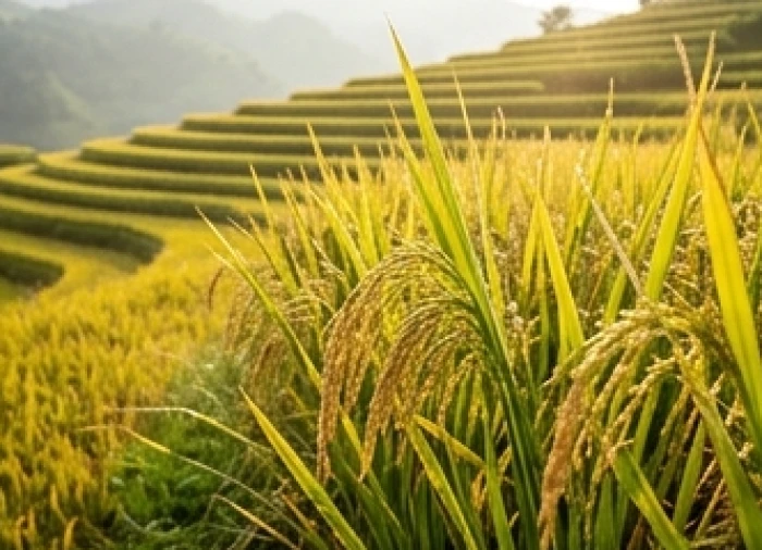 Cánh đồng lúa chín vàng óng ả trĩu hạt dưới ánh nắng sớm tượng trưng cho cuộc sống no đủ và sung túc