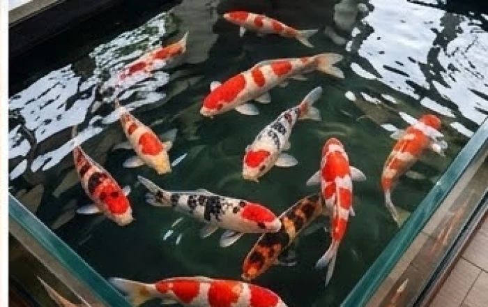 Đàn cá chép Koi màu sắc rực rỡ bơi lội tung tăng trong không gian hồ nước rộng rãi và thoáng đãng