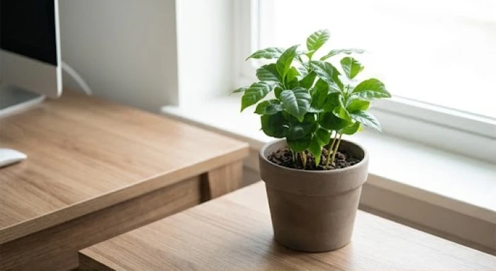 Chậu cây cảnh nhỏ thuộc hành Mộc đặt trên bàn làm việc giúp điều hòa các năng lượng