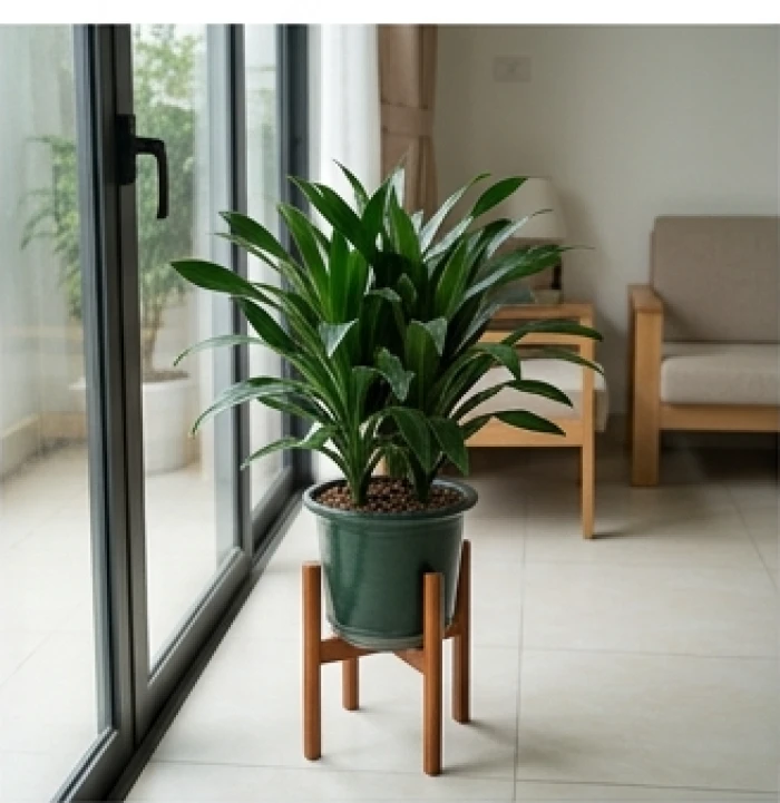 Chậu cây Lan Quân Tử được đặt cách xa cửa kính đón ánh nắng gián tiếp để bảo vệ màng lá
