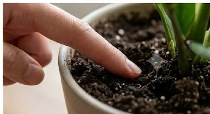 Bàn tay dùng ngón tay ấn nhẹ xuống bề mặt đất trong chậu cây cảnh để kiểm tra tình trạng độ ẩm