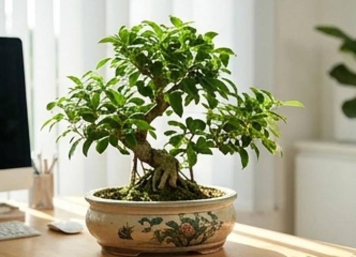 Không gian văn phòng xanh với cây cảnh bonsai bọc chậu gốm hỗ trợ vượng khí cho người tuổi Mậu Thìn 1988