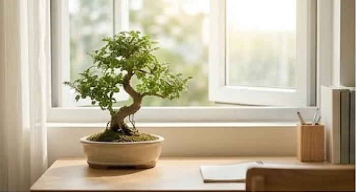 Cây tùng bonsai kiên cường vươn mình đón ánh sáng trên mặt bàn gỗ của học sinh tuổi Canh Dần